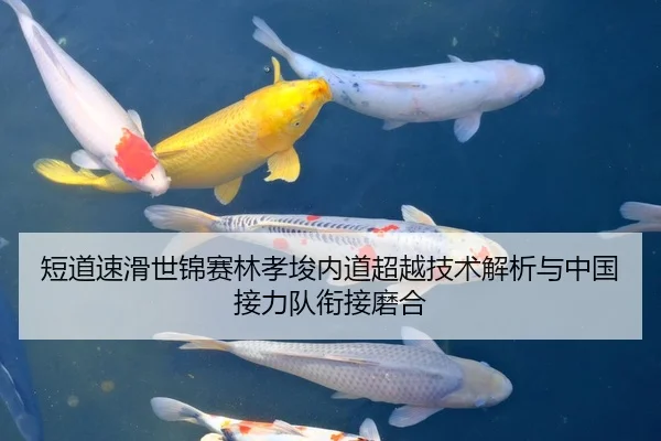 短道速滑世锦赛林孝埈内道超越技术解析与中国接力队衔接磨合